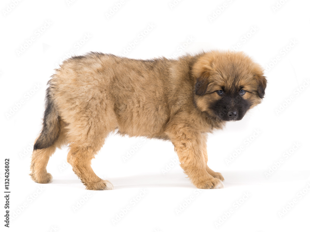 Obraz premium puppy brown