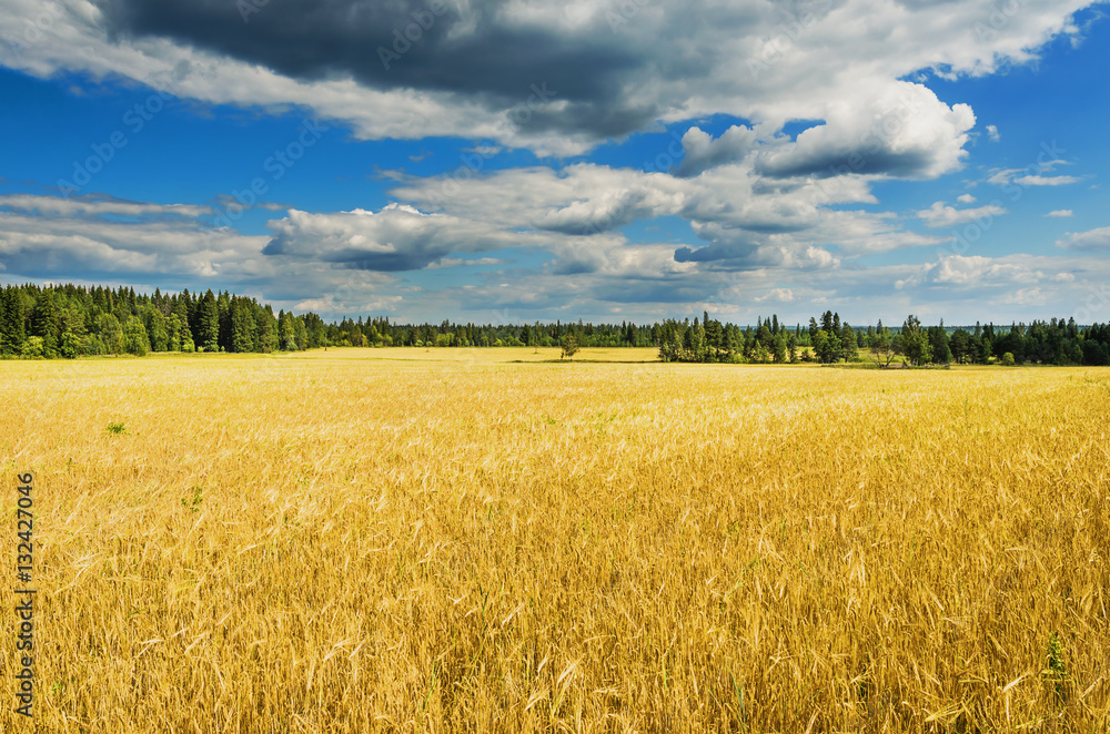 Beautiful rural landscape with wheat field and clouds in the sky Beautiful rural landscape with wheat field and clouds in the sky