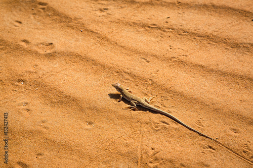 One of the typical inhabitants of the Sahara photo