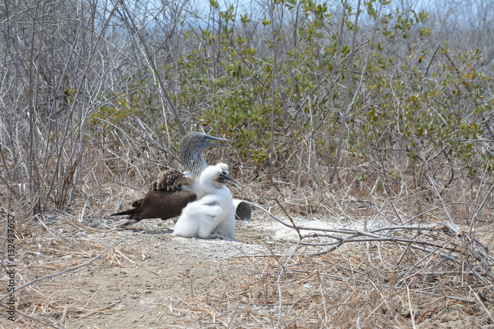 Obraz premium padre e hijo piqueros