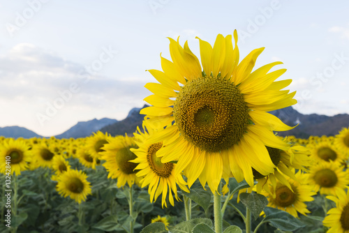 Sunflower field at Khao Chin Lae  Lopburi  Thailand