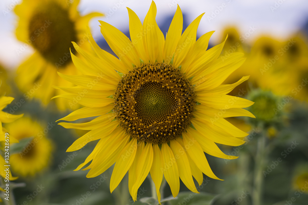 Sunflower field at Khao Chin Lae, Lopburi, Thailand Sunflower field at Khao Chin Lae, Lopburi, Thailand