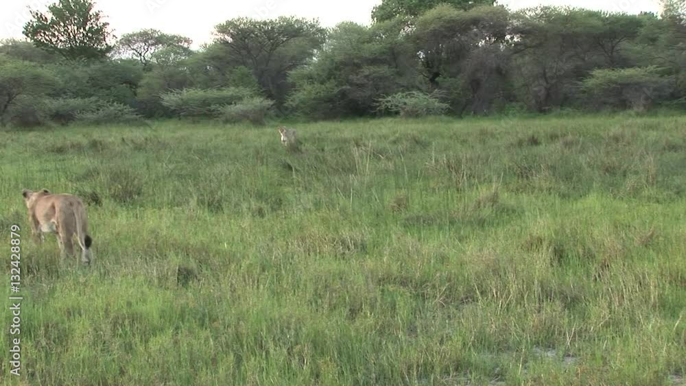 Lion wild dangerous mammal africa savannah Kenya Lion wild dangerous mammal africa savannah Kenya