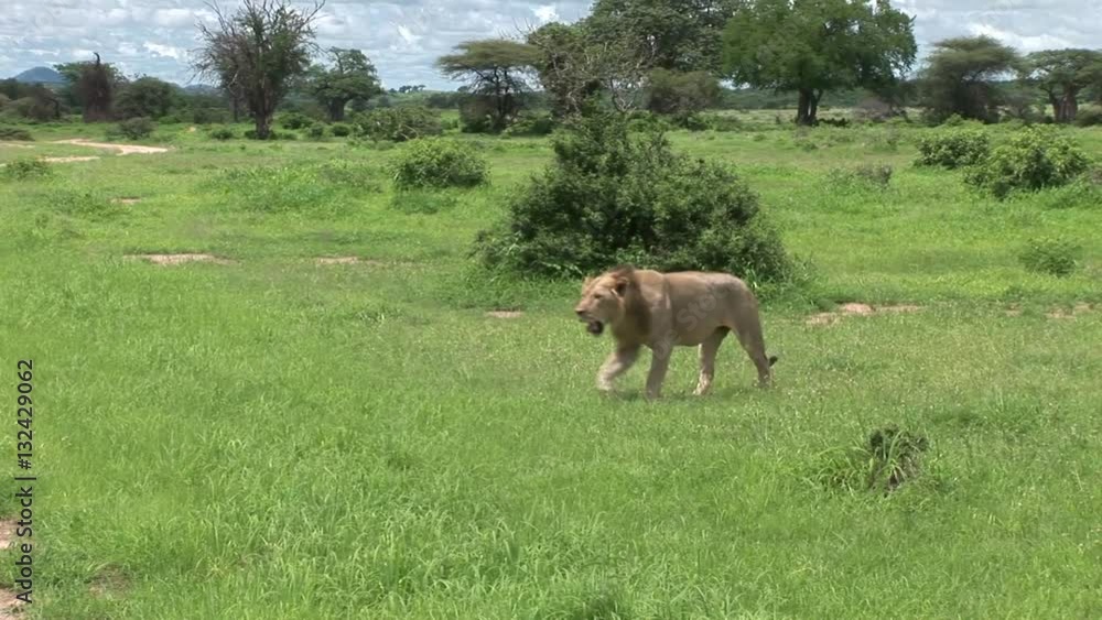 Lion wild dangerous mammal africa savannah Kenya Lion wild dangerous mammal africa savannah Kenya