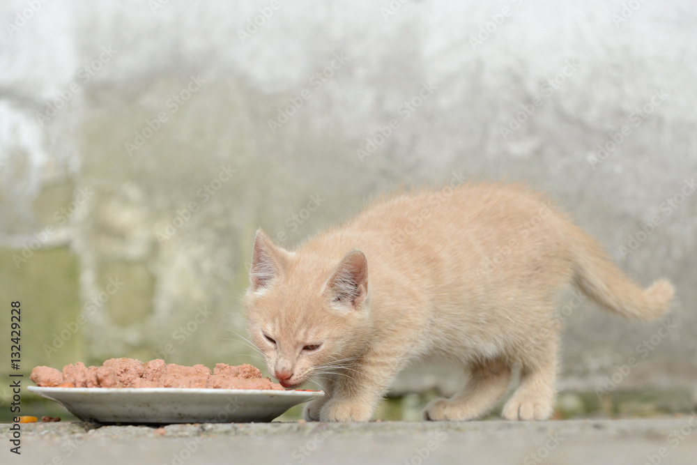 red kitten eat cat food on front of shed red kitten eat cat food on front of shed