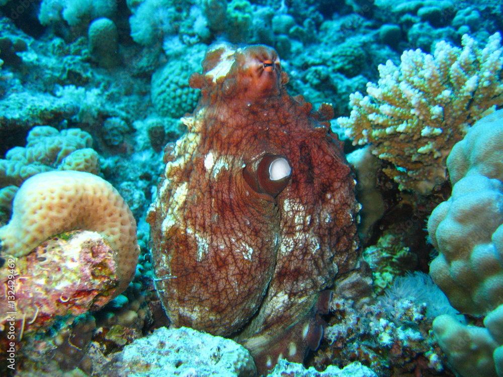 Fototapeta premium Krake