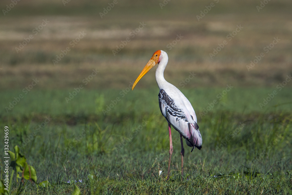 Obraz premium Painted Stork in Panama nature reserve, Sri Lanka