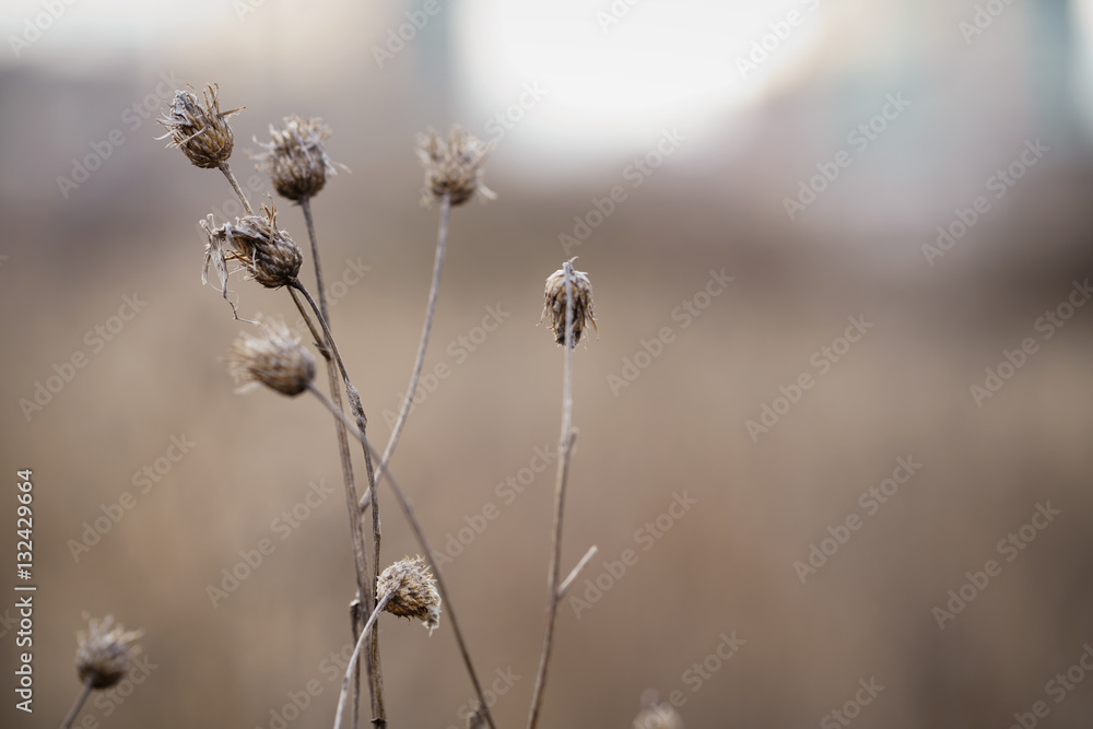 dry bur grass on rural field in early spring, shallow focus dry bur grass on rural field in early spring, shallow focus