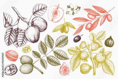 Vector collection of hand drawn trees illustration. Vintage set of leaves, fruits, seeds, nuts, flowers sketch. Botanical garden drawing. 