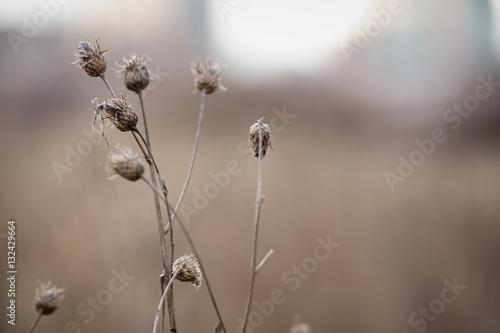 dry bur grass on rural field in early spring, shallow focus © GCapture