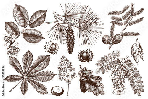 Vector collection of hand drawn trees illustration. Vintage set of leaves, fruits, seeds, nuts, flowers sketch. Botanical garden drawing. 