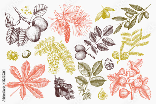Vector collection of hand drawn trees illustration. Vintage set of leaves, fruits, seeds, nuts, flowers sketch on chalkboard. Botanical garden drawing. 