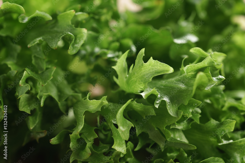 fresh green lettuce frisee leaves, shallow focus fresh green lettuce frisee leaves, shallow focus