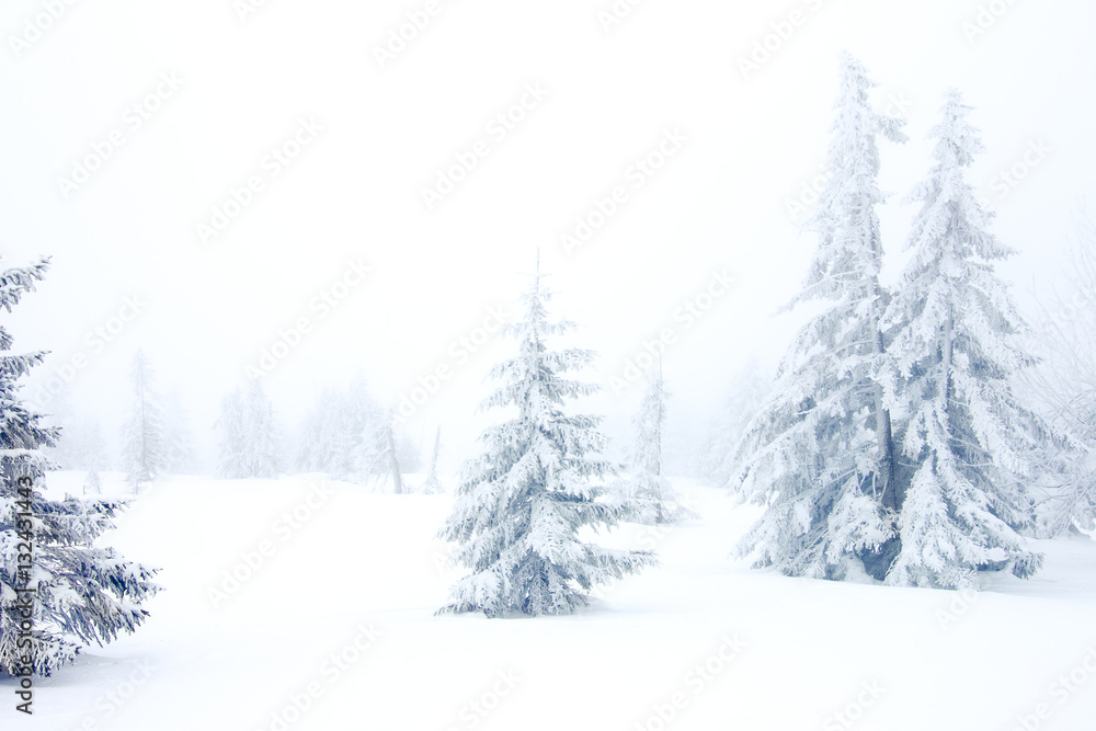 winter forest with snow and frost