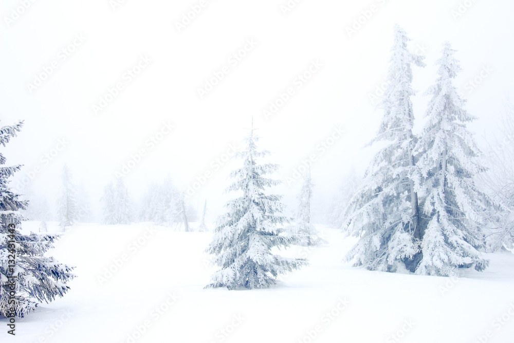 winter forest with snow and frost winter forest with snow and frost