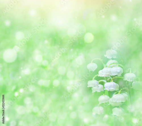 Fototapeta Naklejka Na Ścianę i Meble -  Spring background with lilies of the valley in drops of water after rain.