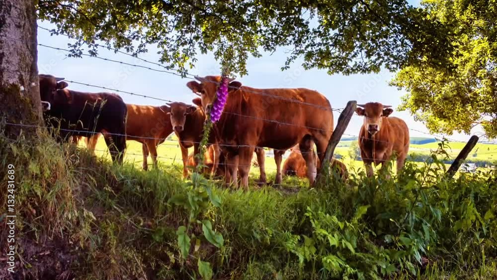 Green field with grazing cows. Agricultural background Green field with grazing cows. Agricultural background