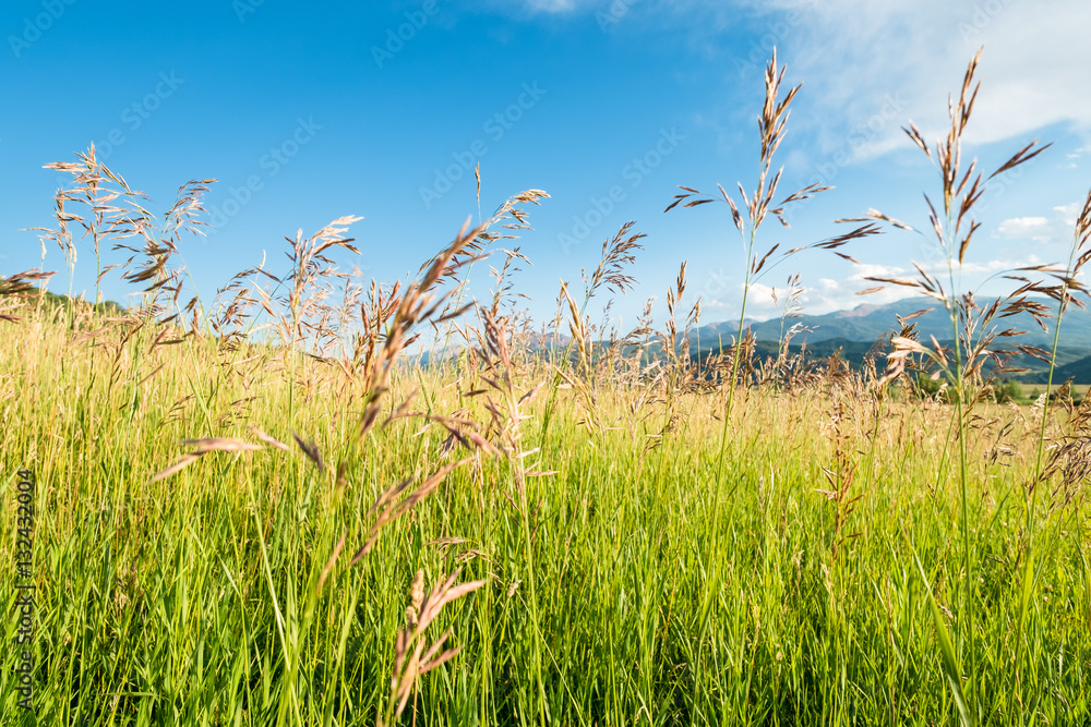 Obraz premium Colorado grasses