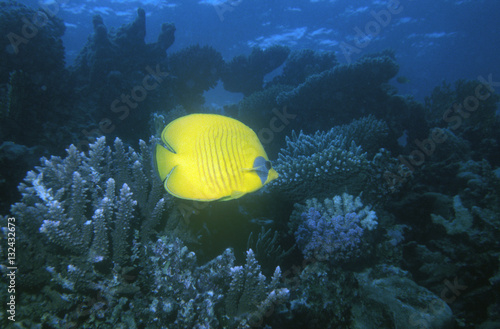 Butterflyfish in the Red Sea, Egypt.