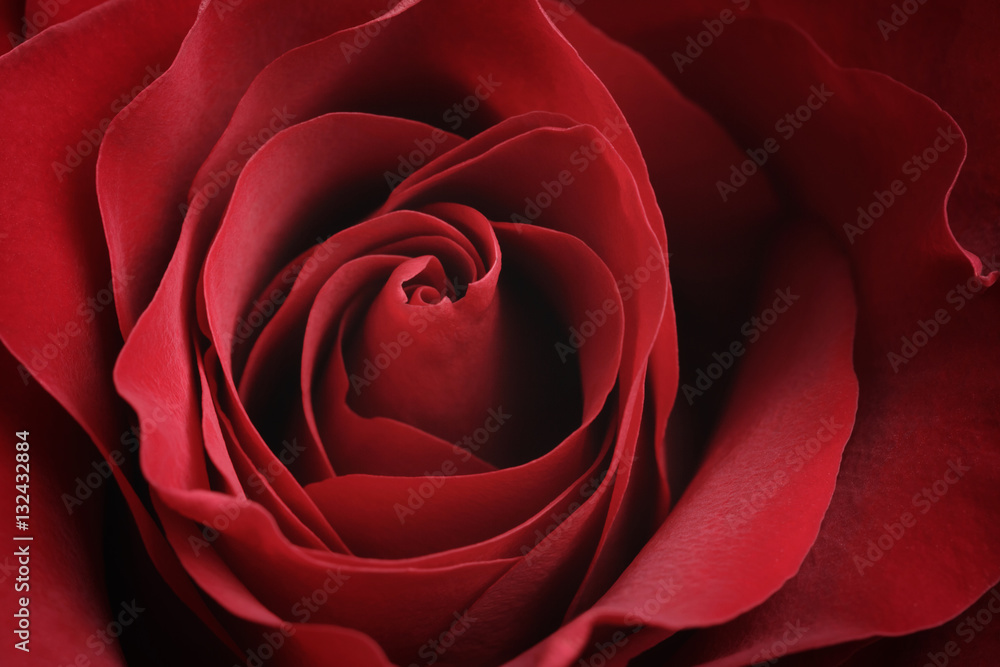 closeup macro shot of beautiful red rose, valentines day theme closeup macro shot of beautiful red rose, valentines day theme