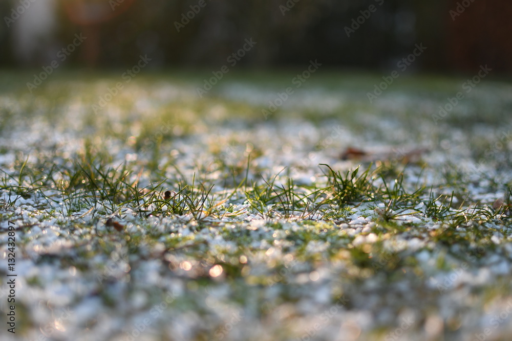Frozen grass in the winter Frozen grass in the winter
