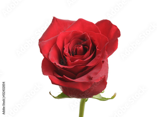 fresh red rose isolated over white background  closeup photo