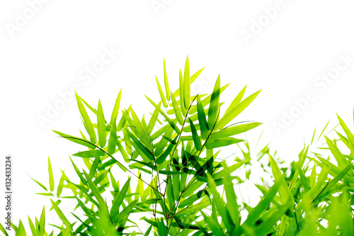 Bamboo leaves background isolated