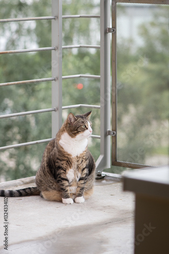 Fat cat sitting on a balcony