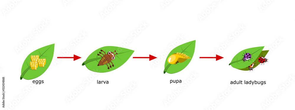 Fototapeta premium Vector Cycle of ladybug for kids
