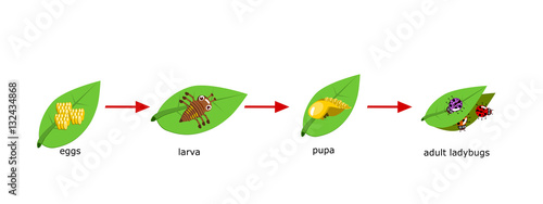 Vector Cycle of ladybug for kids