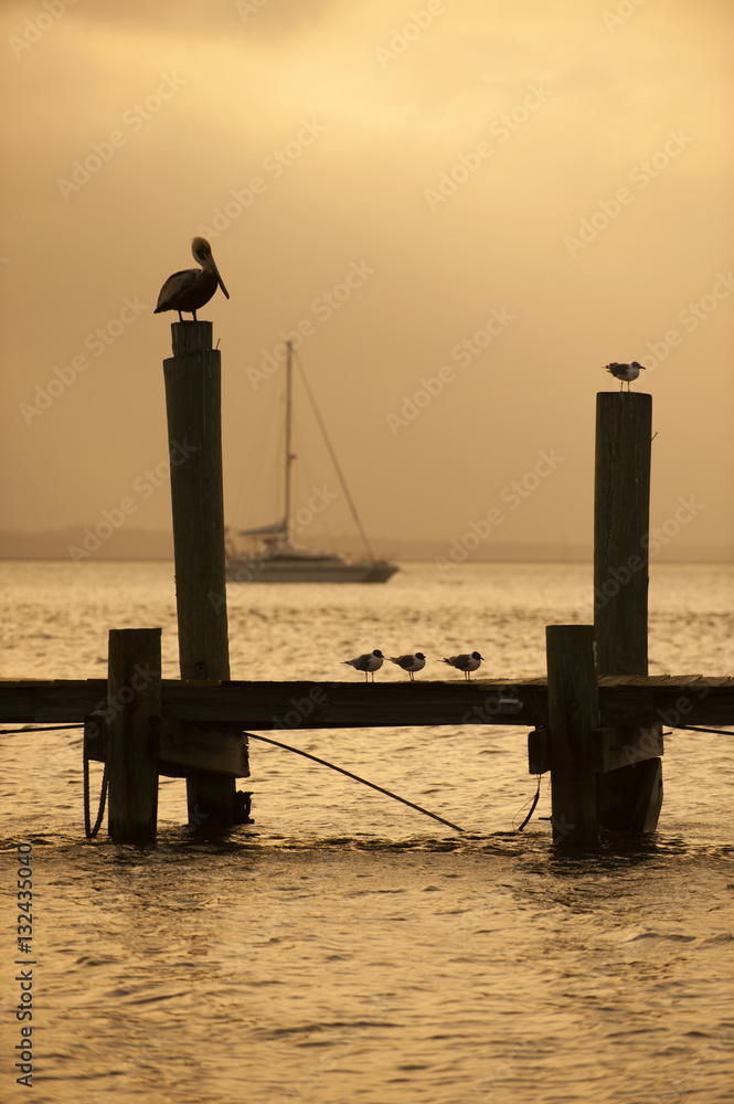 Warm backlit summer sun light on ocean silhouetted scene boat bird dock