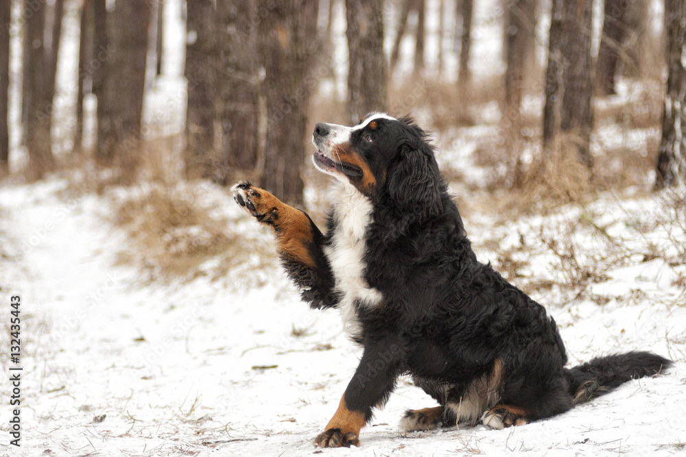 dog giving paw