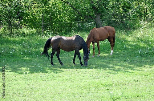 horses and farm