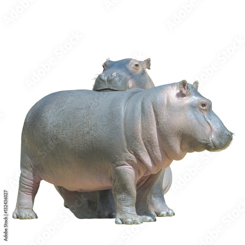 Two baby hippos, isolated on white