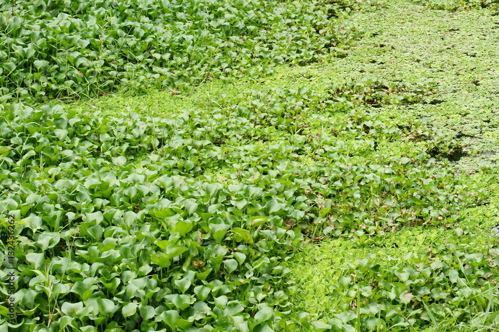 water hyacinth in the river