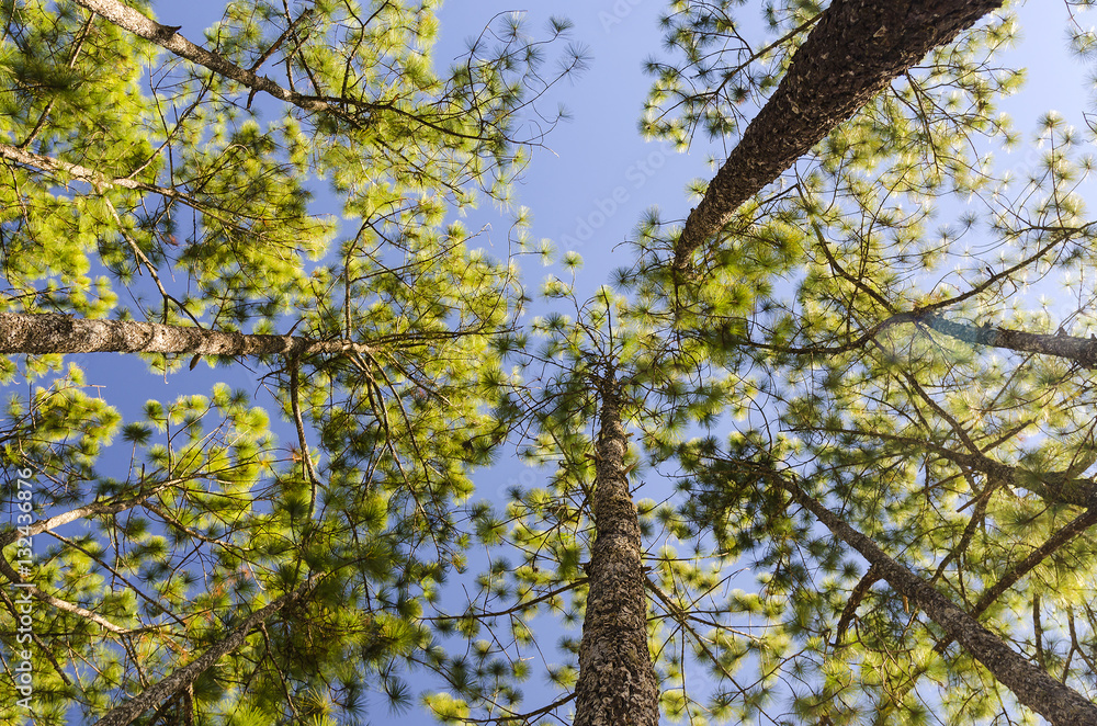 Obraz premium The trees in the pine forest against the blue sky