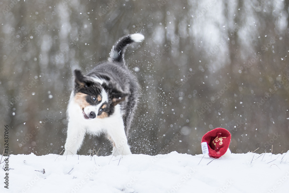 Border Collie Welpe spielt mit Mütze im Schnee