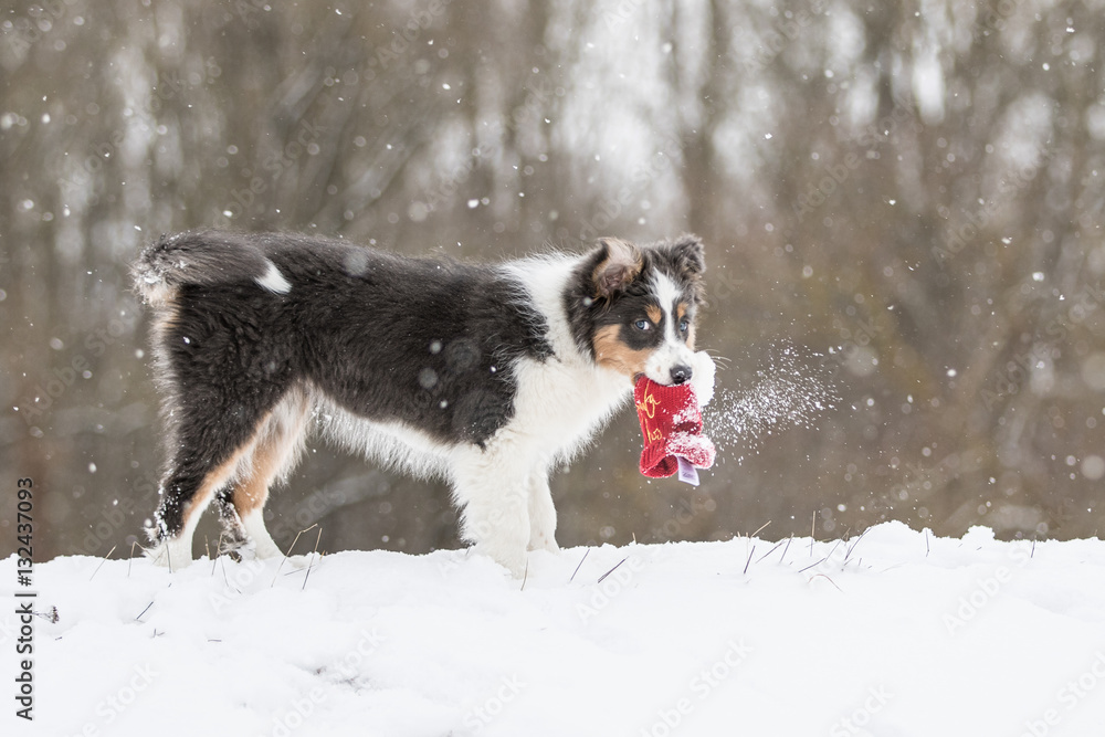 Border Collie Welpe spielt mit Mütze im Schnee