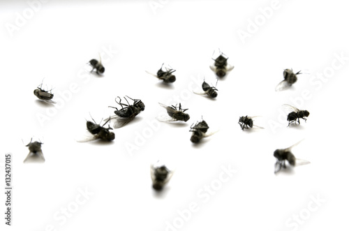 Dead Flies Insects Many Several with Legs in Air