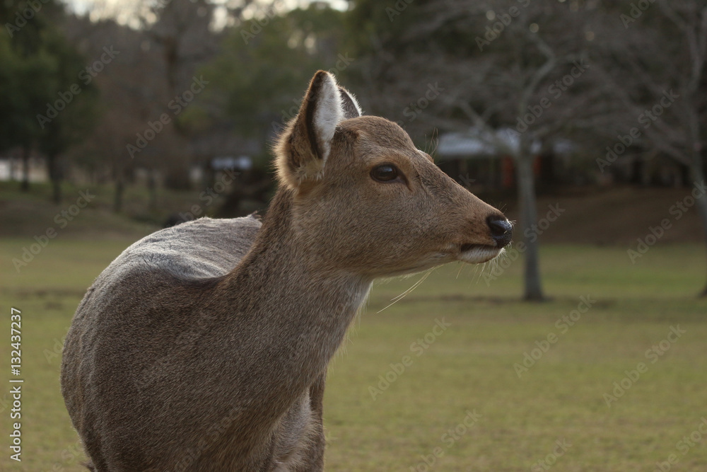 Fototapeta premium 奈良 鹿