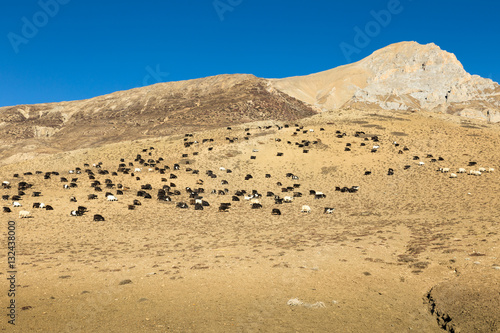 herd of goats on the hillside