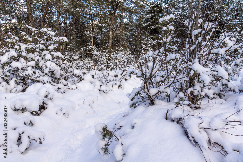 Schnee bedeckt den Waldboden Schnee bedeckt den Waldboden