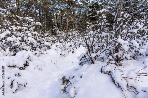 Schnee bedeckt den Waldboden