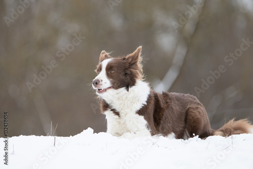 Border Collie tobt und liegt im Schnee © Andrea Mayer