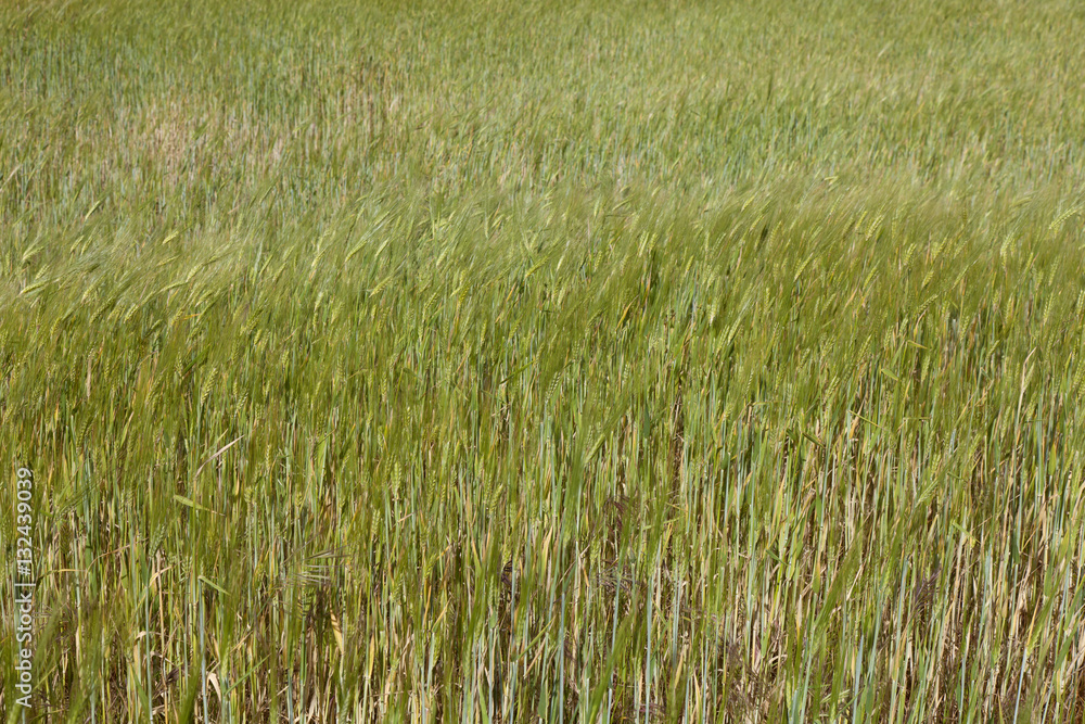 Fototapeta premium barley field