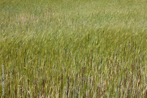 barley field