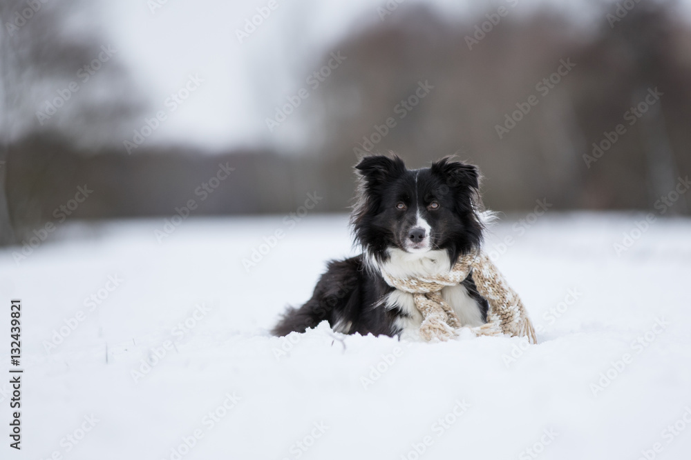 Naklejka premium Border Collie im Schnee mit Mütze und Schal