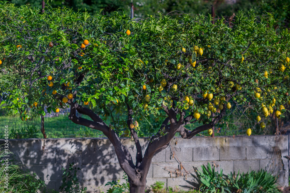 Hybrid fruit tree against bright blue sky growing both oranges a Stock