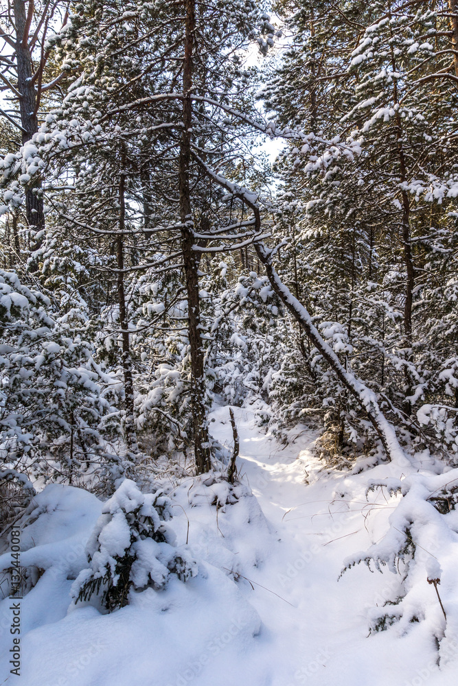 Pfad durch den Wald bedeckt mit frischem Schnee Pfad durch den Wald bedeckt mit frischem Schnee