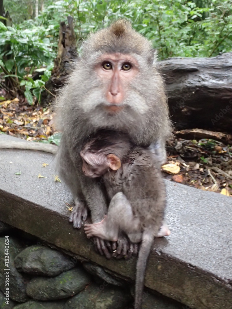 Naklejka premium Singes de Monkey Forest
